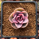 Echeveria 'Rainbow' Variegated 1" Succulent Plant