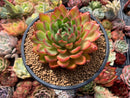Echeveria Agavoides sp. 4"-5" Succulent Plant