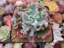 Echeveria 'Aquarius' 3"-4" Succulent Plant