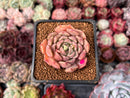 Echeveria 'Zaragoza' Hybrid 2" Succulent Plant