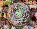 Echeveria 'Helena' Hybrid 5' Large Powdery Succulent Plant