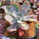 Echeveria 'Frill' sp. Variegated 5" Succulent Plant