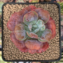 Echeveria 'Hearts Delight' 2" Succulent Plant