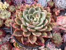 Echeveria 'Champaign' x 'Blood Maria' 4"-5" Succulent Plant