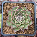 Echeveria 'Shani' 2" Succulent Plant