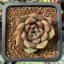 Echeveria 'Herbion' 1" Succulent Plant