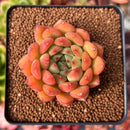 Echeveria 'Raymus' 2" Succulent Plant