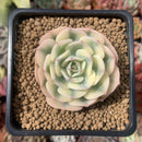 Echeveria 'Compton Carousel' Variegated 2" Succulent Plant