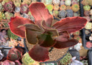 Echeveria 'Fimbriata' Variegated AKA 'Fasciculata' 5" Succulent Plant