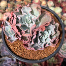 Echeveria 'Camisole' 3" Cluster Succulent Plant