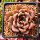 Echeveria Agavoides 'Symphony' 2" Succulent Plant