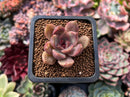 Echeveria 'Black Queen' Hybrid 1" Succulent Plant