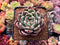 Echeveria 'Sharman' 3" Succulent Plant