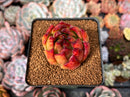 Echeveria Agavoides sp. 2"-3" Succulent Plant