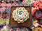 Echeveria 'Snowmint' 2" New Hybrid Succulent Plant