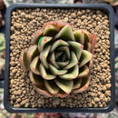 Echeveria Agavoides 'Walshire' 2"-3" Succulent Plant