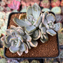 Pachyveria 'Pachyphytoides' Variegated 3" Succulent Plant