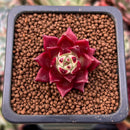 Echeveria Agavoides 'Superbell' 1" Succulent Plant