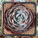 Echeveria 'Johnny' 2" Succulent Plant