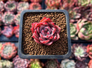 Echeveria 'Pink Dragon' 1" Succulent Plant