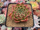 Echeveria Agavoides 'Elizabeth' 3" Succulent Plant