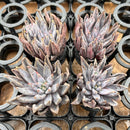 Echeveria 'Unguiculata' 2" *Set of 4* Succulent Plants