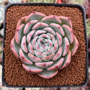 Echeveria 'Keralean' 2"-3" Succulent Plant