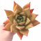 Echeveria Agavoides x Mexican Giant Hybrid 5” Rare Succulent Plant
