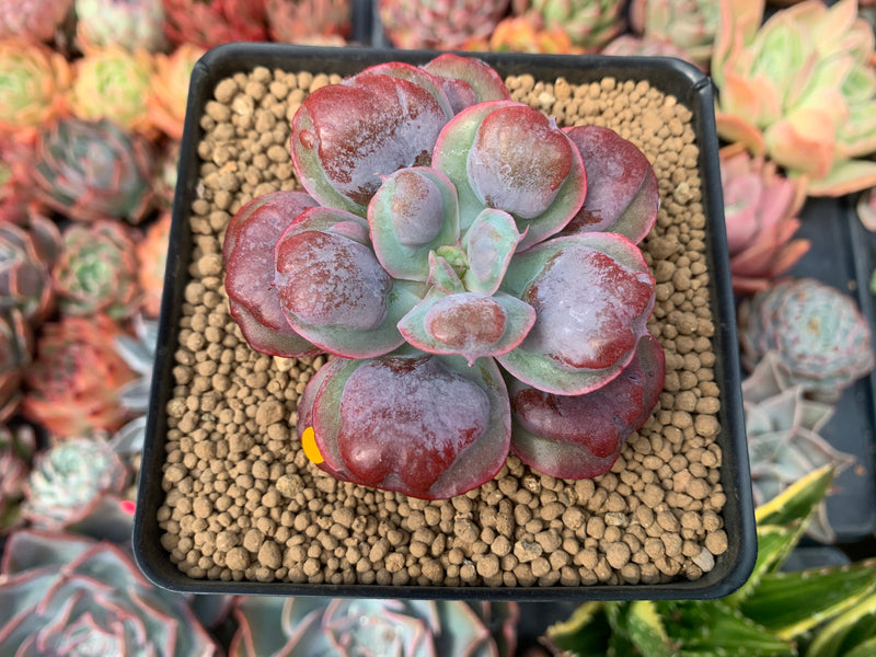 succulents that look like hearts Echeveria 'Hearts Delight' 2"-3" Succulent Plant – True Succulents Plant Co