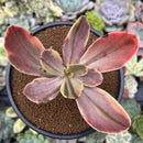 Echeveria 'Fimbriata' Variegated AKA 'Fasciculata' 4" Succulent Plant