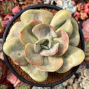 Echeveria 'Lemon and Lime' 4" Succulent Plant