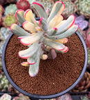 Cotyledon 'Orbiculata' Variegated 4"-5" Large Cluster Succulent Plant