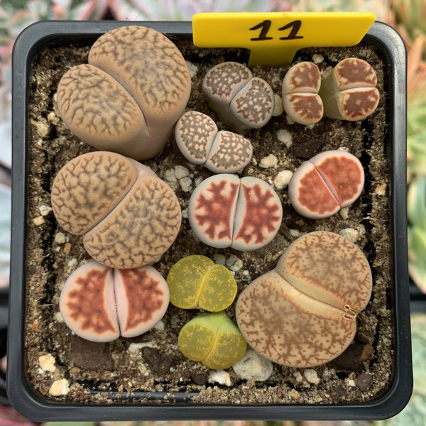 Collection of Lithops 2" (x12 Lithops)