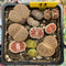 Collection of Lithops 2" (x12 Lithops)