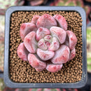 Echeveria 'Pena' 1" Succulent Plant