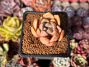 Echeveria 'Mezzoglam' Seed-grown Hybrid 1"-2" Succulent Plant