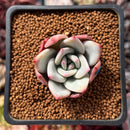 Echeveria 'White Champaign' 1" Succulent Plant
