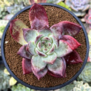 Echeveria 'Colorata' Hybrid 4" Succulent Plant