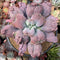 Echeveria 'Linguas' 5"-6" Succulent Plant