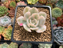 Echeveria Runyonii Variegated (Aka Echeveria 'Akaihosi' Variegated) 2" Succulent Plant