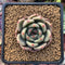 Echeveria Agavoides 'Shallot' 2" Succulent Plant