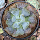 Echeveria 'Pagoda' 4" Succulent Plant