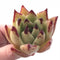 Echeveria Agavoides Royal Special Clone 3” Rare Succulent Plant
