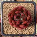 Echeveria Agavoides 'Frank Reinalt' 2" Succulent Plant