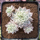 Echeveria 'Margaret' Variegated 1" Succulent Plant