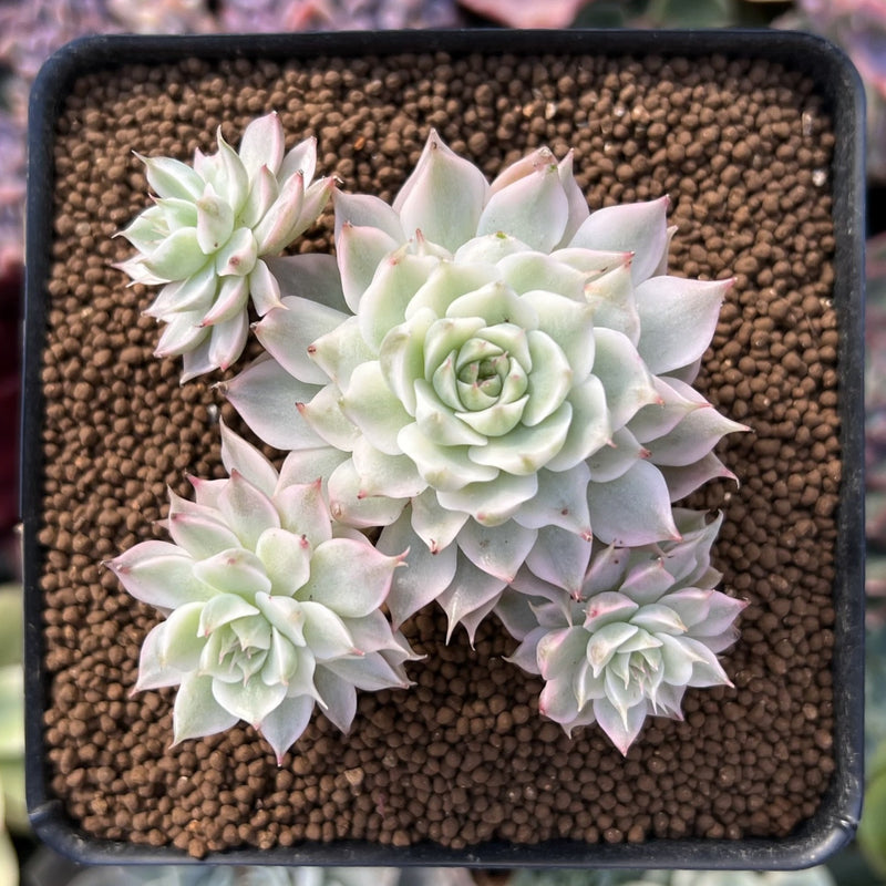 Echeveria 'Margaret' Variegated 1