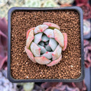 Echeveria 'Fairy Wings' 1" Air Magic Hybrid Succulent Plant