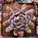 Echeveria 'Blue Laz' 2"-3" Succulent Plant