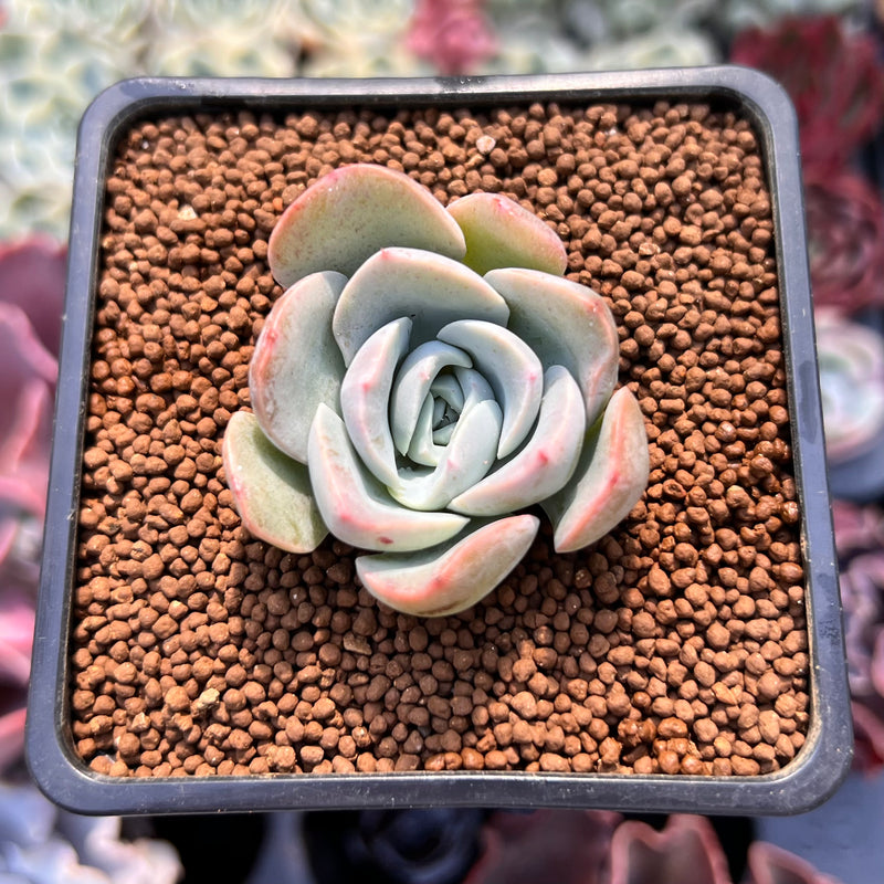 mona lisa succulent Echeveria 'Mona Lisa' 1" Succulent Plant – True Succulents Plant Co