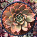 Echeveria Agavoides sp. Succulent Plant